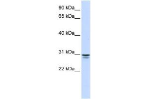 WB Suggested Anti-FFAR1 Antibody Titration:  0.