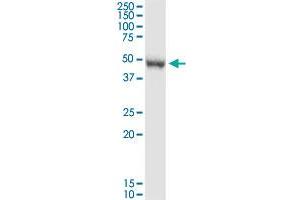 PRMT8 MaxPab rabbit polyclonal antibody. (PRMT8 antibody  (AA 1-394))