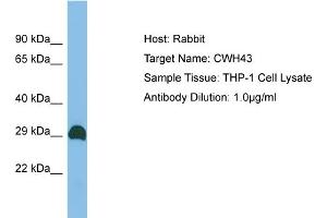 Host: Rabbit Target Name: CWH43 Sample Type: THP-1 Whole Cell lysates Antibody Dilution: 1. (CWH43 antibody  (C-Term))