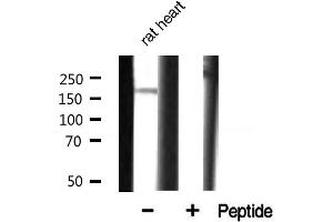 Western blot analysis of CUTL1 expression in rat heart. (CUX1 antibody  (N-Term))