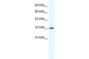Western Blotting (WB) image for anti-Annexin A1 (ANXA1) antibody (ABIN2461369) (Annexin a1 antibody)