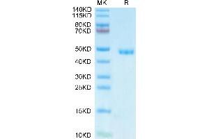 Mouse AGER on Tris-Bis PAGE under reduced condition. (RAGE Protein (AA 23-340) (His tag))