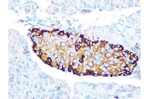 Immunohistochemistry of paraffin-embedded mouse pancreas using GLP-1 Rabbit mAb (ABIN7267392) at dilution of 1:100 (40x lens). (Glucagon antibody)