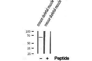 Western blot analysis of extracts from mouse skeletl muscle, using SEC24A antibody. (SEC24A antibody  (Internal Region))