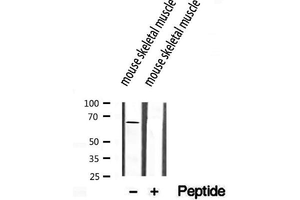 SEC24A antibody  (Internal Region)