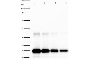 Western Blot of Rabbit anti-IL-2 Antibody Peroxidase Conjugated. (IL-2 antibody  (HRP))