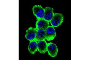 Confocal immunofluorescent analysis of MBP Antibody (Ascites) ABIN1539854 with NCI- cell followed by Alexa Fluor® 488-conjugated goat anti-mouse lgG (green). (MBP antibody)