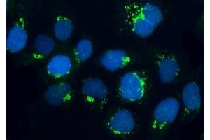 IF analysis of BRSK1 using anti-BRSK1 antibody (ABIN7600990). (BRSK1 antibody  (AA 269-321))