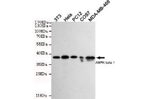 Western blot detection of PK beta 1 in 3T3,Hela,PC-12,COS7 and MDA-MB-468 cell lysates using PK beta 1 mouse mAb (1:1000 diluted). (PRKAB1 antibody)
