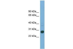 WB Suggested Anti-Mxd1 Antibody Titration: 0. (MXD1 antibody  (C-Term))