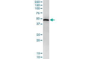 Immunoprecipitation of STAT5B transfected lysate using anti-STAT5B monoclonal antibody and Protein A Magnetic Bead , and immunoblotted with STAT5B monoclonal antibody. (STAT5B antibody  (AA 1-390))