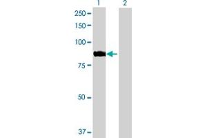 Western Blot analysis of ARHGEF7 expression in transfected 293T cell line by ARHGEF7 MaxPab polyclonal antibody. (ARHGEF7 antibody  (AA 1-646))