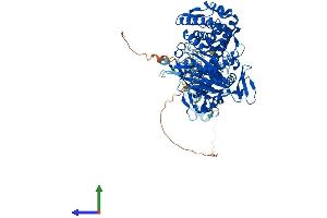 AlphaFold protein structure predicition of Human Recombinant CMTR1 Protein, UniprotID Q8N1G2 (CMTR1 Protein (AA 1-835) (His tag))