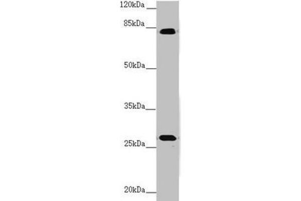 Midline 2 antibody  (AA 506-735)