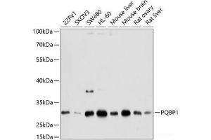 Western blot analysis of extracts of various cell lines using PQBP1 Polyclonal Antibody at dilution of 1:1000. (PQBP1 antibody)