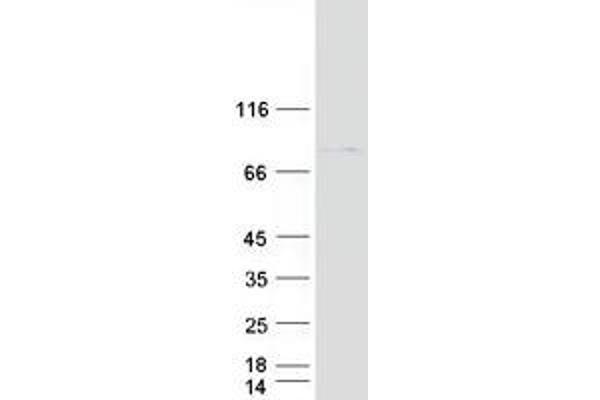 ACCN4 Protein (Transcript Variant 2) (Myc-DYKDDDDK Tag)