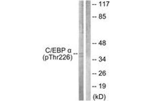 Western blot analysis of extracts from COS7 cells treated with EGF 200ng/ml 30', using C/EBP-alpha (Phospho-Thr226) Antibody. (CEBPA antibody  (pThr226))