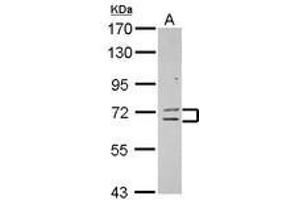Image no. 1 for anti-Zinc Finger Protein 182 (ZNF182) (AA 1-236) antibody (ABIN1501829) (ZNF182 antibody  (AA 1-236))