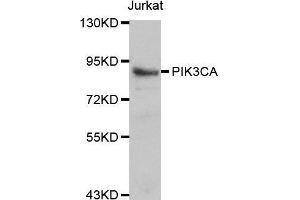 Western blot analysis of Jurkat cell lines, using PIK3CA antibody. (PIK3CA antibody  (AA 401-600))