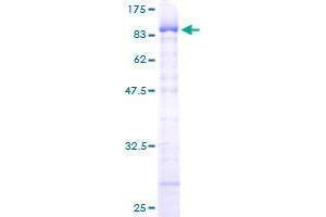 ZKSCAN4 Protein (AA 1-545) (GST tag)
