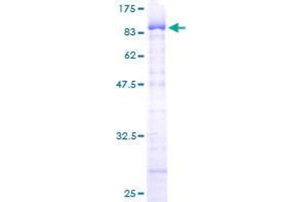 ZKSCAN4 Protein (AA 1-545) (GST tag)