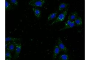 Detection of CDNF in Human U2OS Cells using Monoclonal Antibody to Cerebral Dopamine Neurotrophic Factor (CDNF) (CDNF antibody  (AA 33-187))