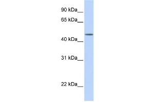Western Blotting (WB) image for anti-Transducin (Beta)-Like 2 (TBL2) antibody (ABIN2459699) (TBL2 antibody)