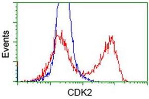 HEK293T cells transfected with either RC200494 overexpress plasmid (Red) or empty vector control plasmid (Blue) were immunostained by anti-CDK2 antibody (ABIN2454506), and then analyzed by flow cytometry. (CDK2 antibody)