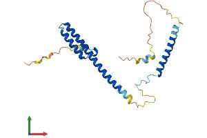 Protein Structure (PS) image for Rab Interacting Lysosomal Protein-Like 2 (RILPL2) (AA 1-197) protein (His tag) (ABIN7560362)