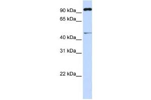 Western Blotting (WB) image for anti-Tripartite Motif Containing 15 (TRIM15) antibody (ABIN2460021)