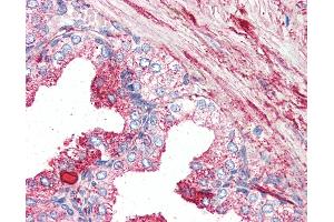 Anti-GPR27 antibody IHC of human prostate. (GPR27 antibody  (Internal Region))