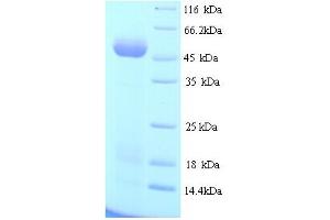 SDS-PAGE (SDS) image for Tu Translation Elongation Factor, Mitochondrial (Tufm) (AA 1-396), (full length) protein (His tag) (ABIN5713920)