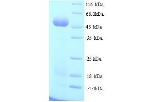 SDS-PAGE (SDS) image for Tu Translation Elongation Factor, Mitochondrial (Tufm) (AA 1-396), (full length) protein (His tag) (ABIN4975114) (TUFM Protein (AA 1-396, full length) (His tag))