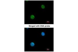 ICC/IF Image Immunofluorescence analysis of paraformaldehyde-fixed HeLa, using MYBPC2, antibody at 1:200 dilution. (MYBPC2 antibody)