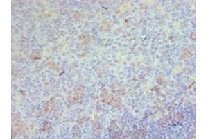 Immunohistochemistry of paraffin-embedded human tonsil tissue using ABIN7158900 at dilution of 1:100 (CD68 antibody  (AA 22-319))