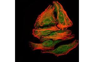 Immunofluorescence analysis of HepG2 cells using mouse Splunc2 mouse mAb (green). (BPIFA2 antibody)