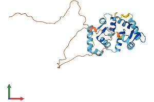 AlphaFold protein structure predicition of Human Recombinant KCNIP2 Protein, UniprotID Q9NS61