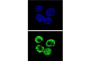Confocal immunofluorescent analysis of CCNI2 Antibody (Center) (ABIN655840 and ABIN2845254) with HepG2 cell followed by Alexa Fluor 488-conjugated goat anti-rabbit lgG (green). (CCNI2 antibody  (AA 92-121))