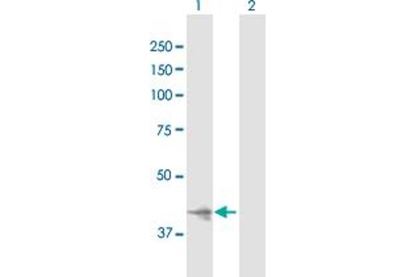 IMPAD1 antibody  (AA 1-359)