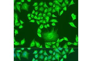 Immunofluorescence analysis of U2OS cells using APOA1 Polyclonal Antibody at dilution of 1:100. (APOA1 antibody)