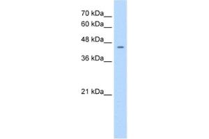 Western Blotting (WB) image for anti-Nuclear Receptor Subfamily 1, Group I, Member 3 (NR1I3) antibody (ABIN2460782) (NR1I3 antibody)