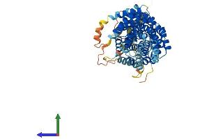 AlphaFold protein structure predicition of Human Recombinant FANCG Protein, UniprotID O15287