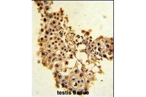 Formalin-fixed and paraffin-embedded human testis tissue with Cyclin E1 Antibody (C-term), which was peroxidase-conjugated to the secondary antibody, followed by DAB staining. (Cyclin E1 antibody  (C-Term))