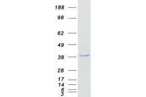 ZNF488 Protein (Myc-DYKDDDDK Tag)
