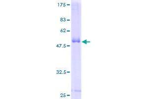 CD300c Protein (CD300C) (AA 21-224) (GST tag)
