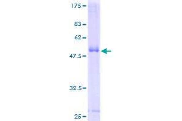CD300c Protein (CD300C) (AA 21-224) (GST tag)