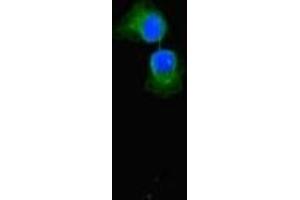 Immunofluorescent analysis of A549 cells using ABIN7152342 at dilution of 1:100 and Alexa Fluor 488-congugated AffiniPure Goat Anti-Rabbit IgG(H+L) (SULF1 antibody  (AA 105-372))