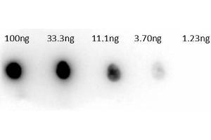 Dot Blot of Rabbit Anti-Carbonic Anhydrase II Peroxidase Conjugated Antibody. (CA2 antibody  (HRP))