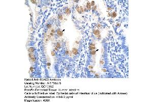 Human Intestine (TEAD3 antibody  (C-Term))