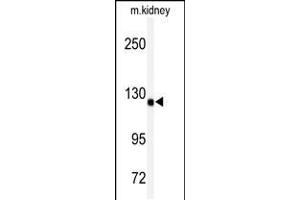 Western blot analysis of anti-ADAMTS19 Antibody in mouse kidney tissue lysates (35ug/lane) (ADAMTS19 antibody  (AA 298-328))